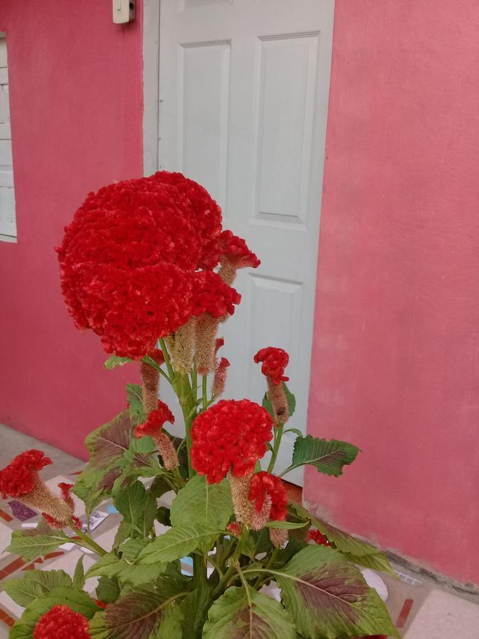 Guest House Nena โมโยกัลปา ภายนอก รูปภาพ